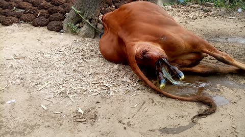Cow brith in baby cow amazing seen this video #tranding