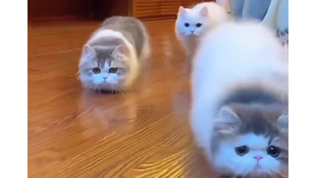 Kitten role playing to be feather snack