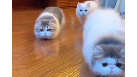 Kitten role playing to be feather snack