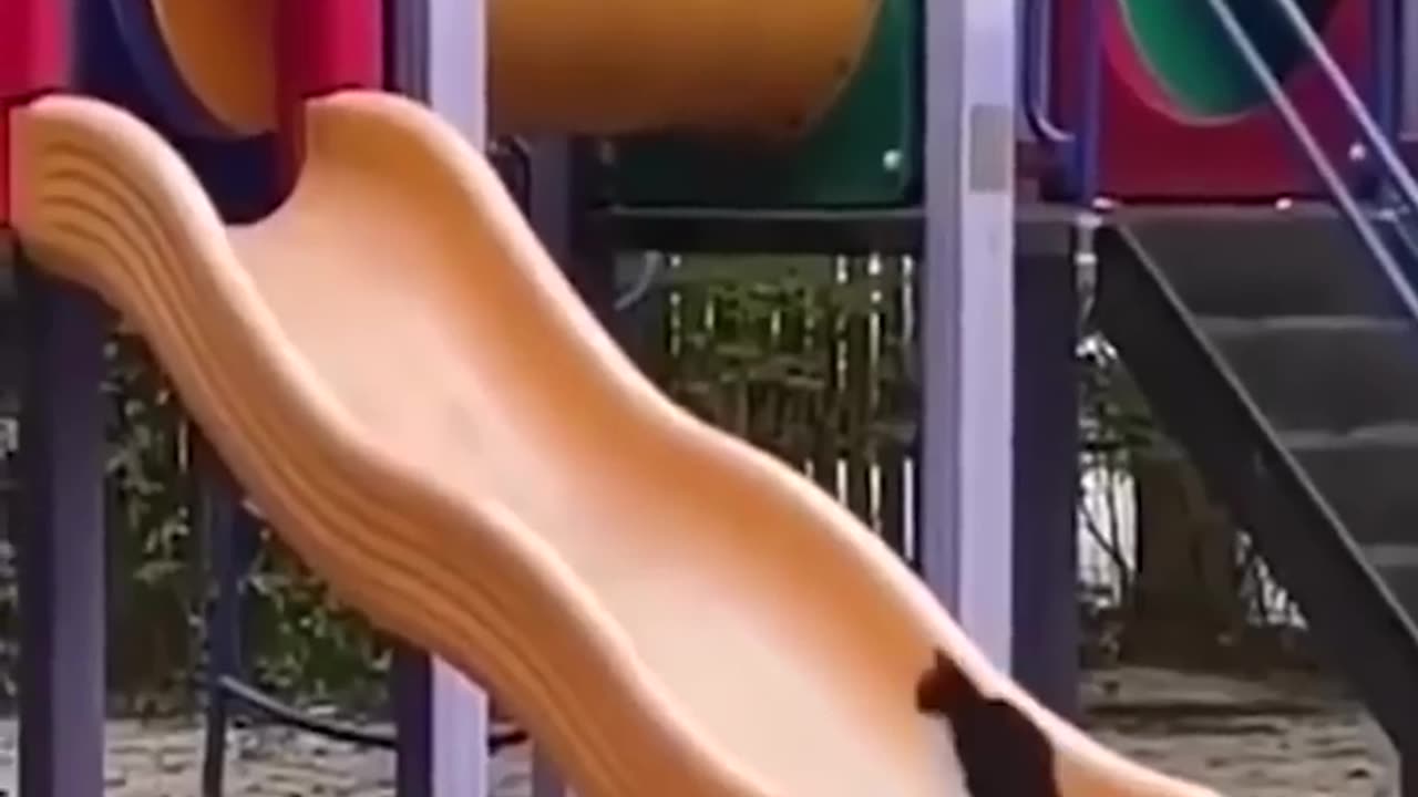 Funny Cats and Dogs 🐱🐶 | Funny Animal Videos #11