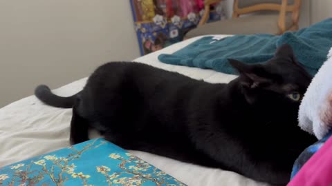 Adopting a Cat from a Shelter Vlog - Cute Precious Piper is Remembering Being a Kitten
