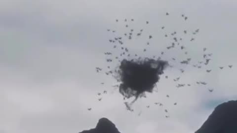 A Sky Full of Birds Forming an Enormous, Strange Ball