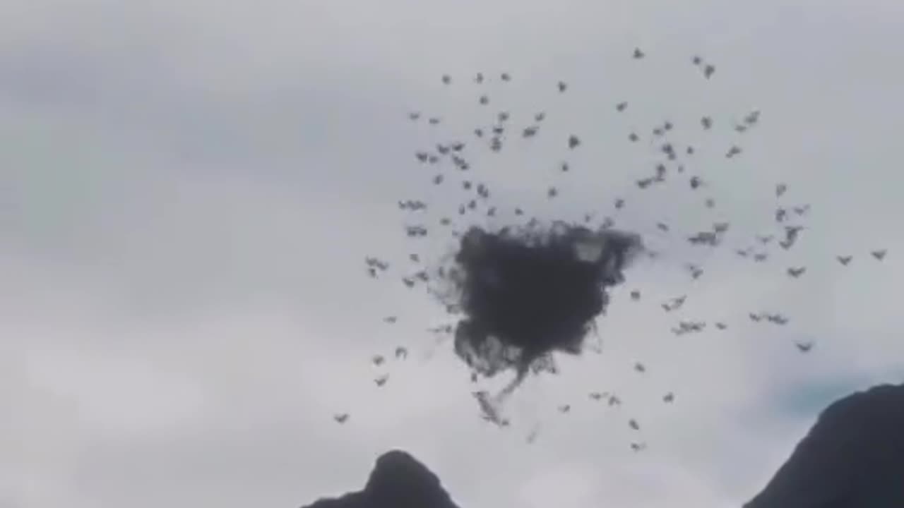A Sky Full of Birds Forming an Enormous, Strange Ball