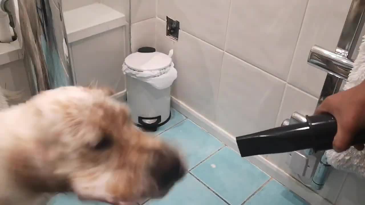 Dog Tries to Bite Air Coming Out of Hairdryer