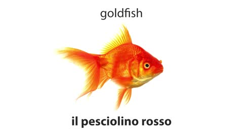 Improve your Italian Vocabulary Pets