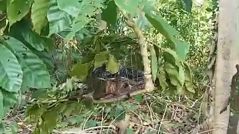 Black Boiga Snake, Attack the Bird Trap