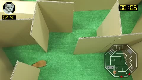 Cat Kitten 🐈 Hamster 🐹 vs Rabbit🐇 Who is the BEST? Battle in the GAINT Maze with Life of Pets Hamham