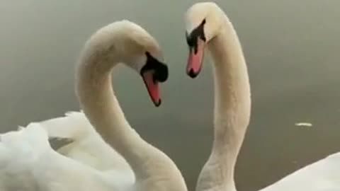 Beautiful swan