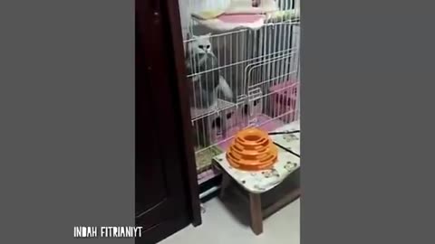 Video hewan lucu