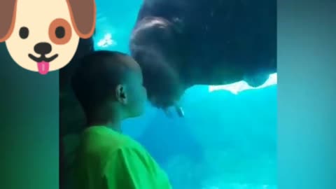 Funny kids videos