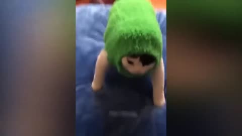 funny cats and dogs 😂😂😂 videos and cute cats😍
