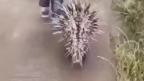 Best Funny Animal Videos of the year (2023), funniest animals ever. relax with cute animals video