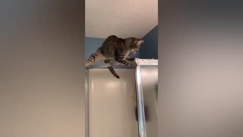Best of Funny Animals Videos 2024 Edition