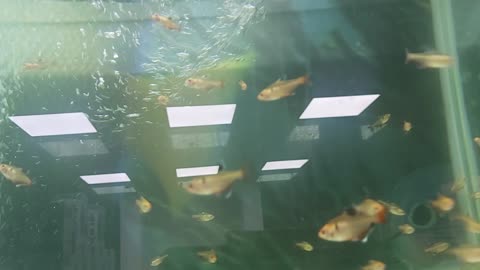 Fish tank
