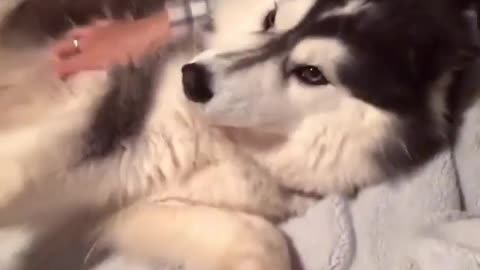 Cute and funny dog videos #16