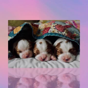 WSFA - SHORT - Cachorros Fofos do GOOGLE 2023 - 2