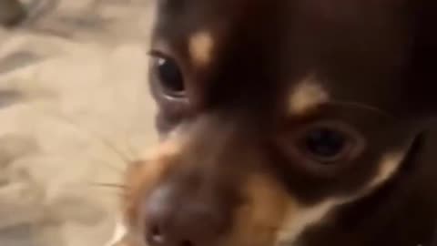 Crazy dog