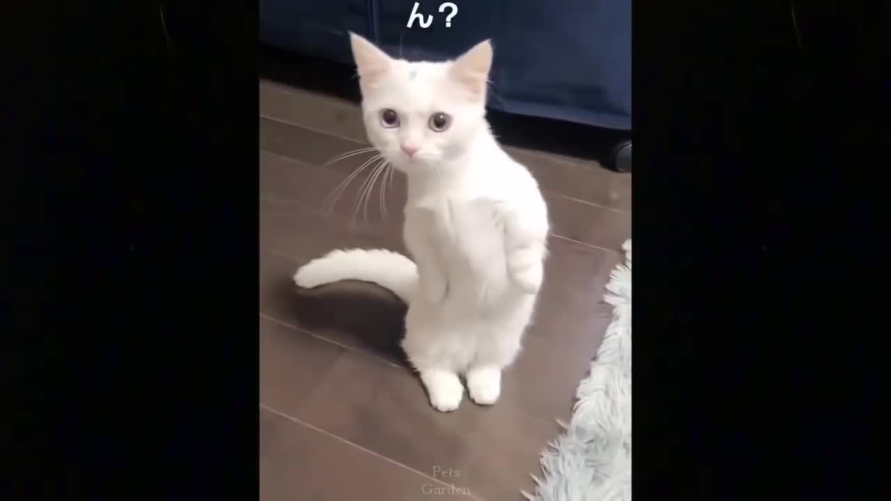 Funny cat ever 2021