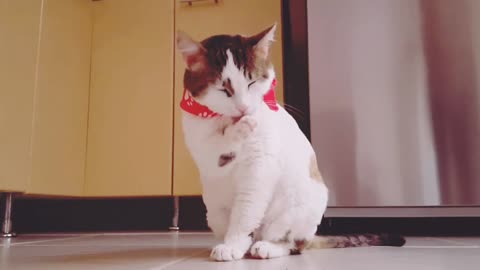 Little kitten Beautiful