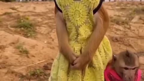 Dog video funny dog animalsfunny funny cats