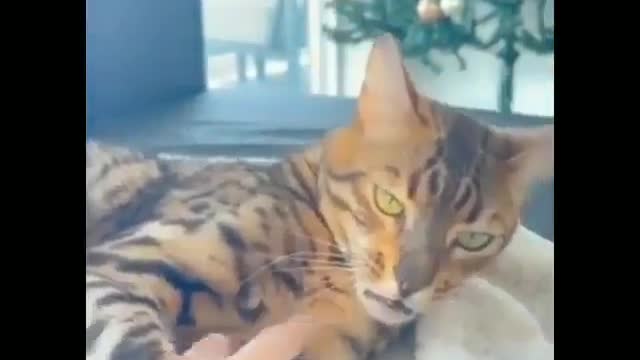 Cat Self-control ♡ॢ₍⸍⸌̣ʷ̣̫⸍̣⸌