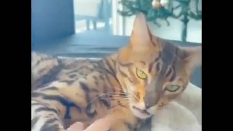 Cat Self-control ♡ॢ₍⸍⸌̣ʷ̣̫⸍̣⸌