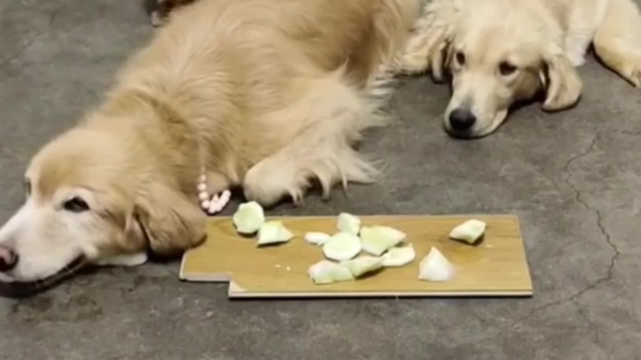 Clever funny Dog 🐕