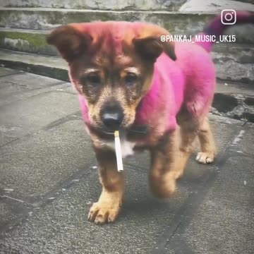 My cute puppy barking video 📸😍 lover anamal