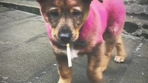 My cute puppy barking video 📸😍 lover anamal