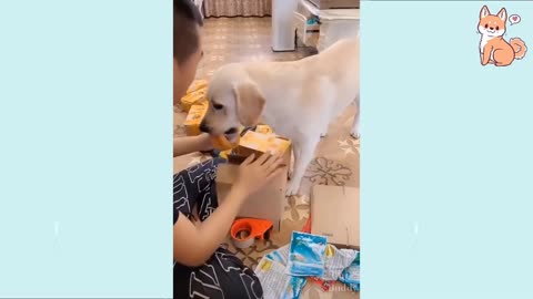 Funny dog videos