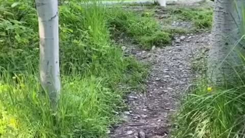 So cute and funny😆