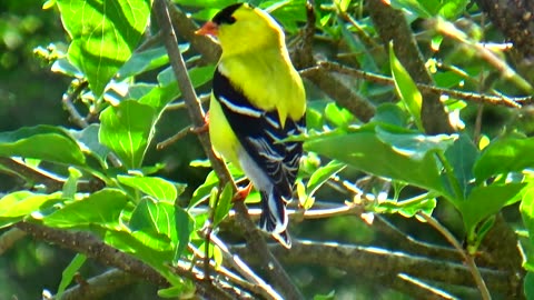 American Goldfinch