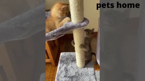 animals funny video #15