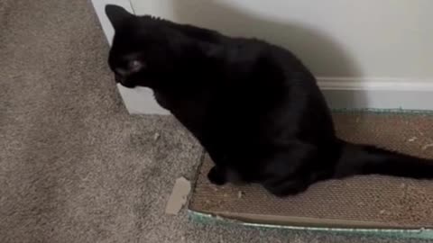 Adopting a Cat from a Shelter Vlog - Cute Precious Piper Show How to Use a Tuffet #shorts