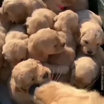 Golden puppies wants to get in one basket😍