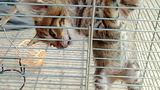 Pets plus point where