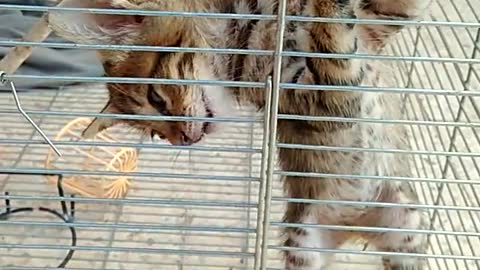 Pets plus point where