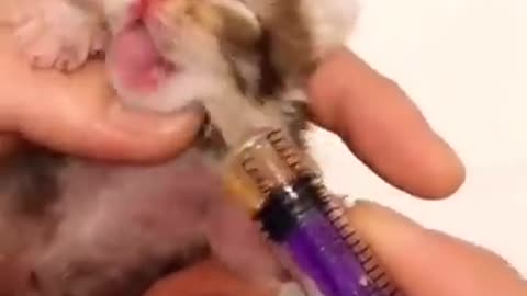 cute kitten song 🐈kitten academy 😍 kitten sounds #shorts #tiktok