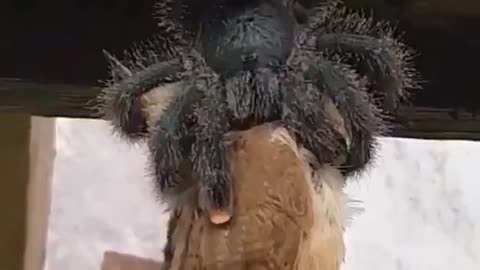 Spider Feeding!
