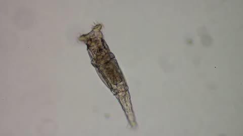 Bdelloid Rotifer Out for a Walk