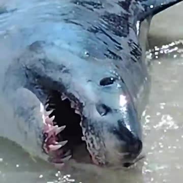 Florida Couple Helps Shark Back into Ocean AccuWeather.mp4