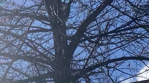 Blue Jay