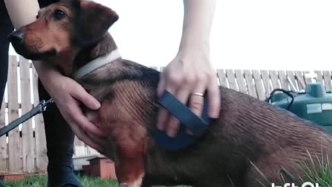 Dog is getting a brush