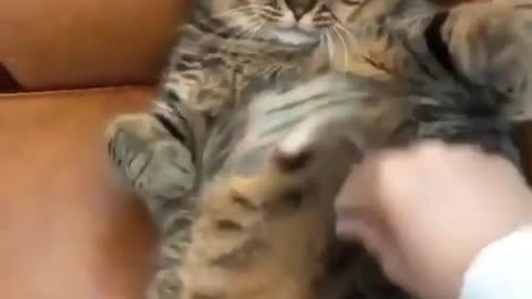 I'm too tired and hungry #149 #shorts funny cat