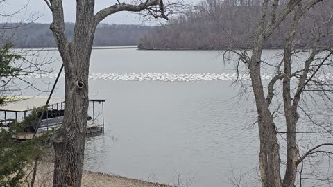 Giant Pod Of Pelicans