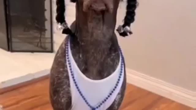Dog Snoop dog