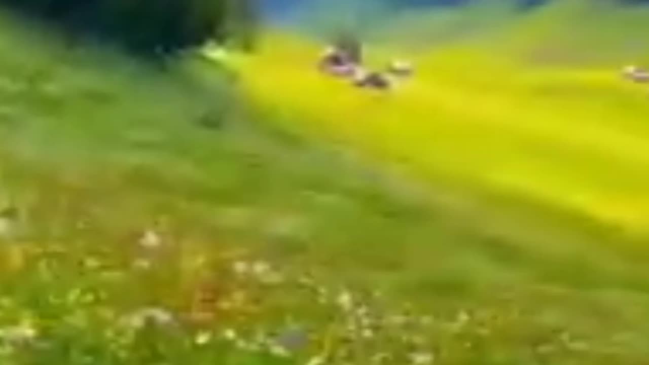 Skoon