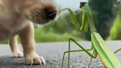 Cute dog playing