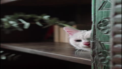 FUNNY CAT ENJAY