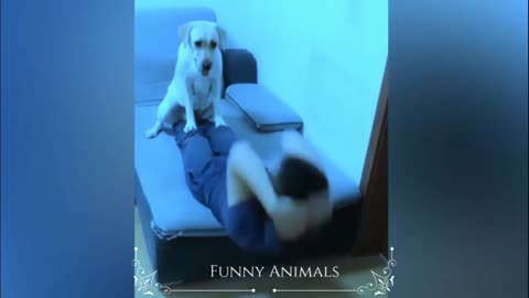 Funny dog video